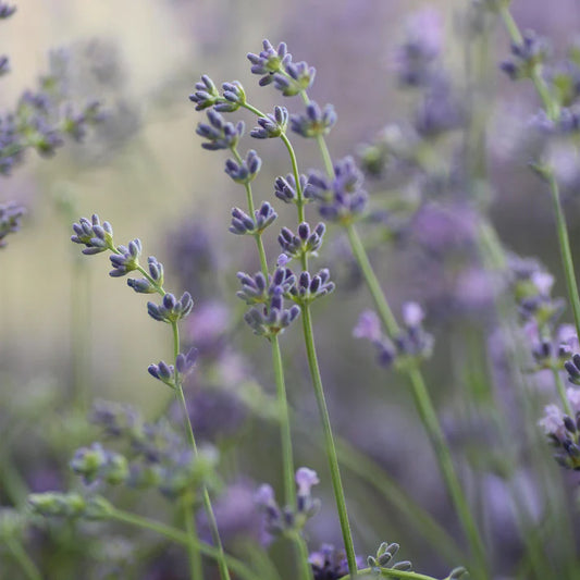 Lavender Air Scent Refill