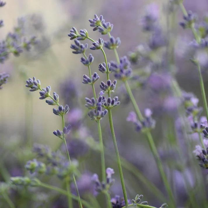 Lavender Air Scent Refill